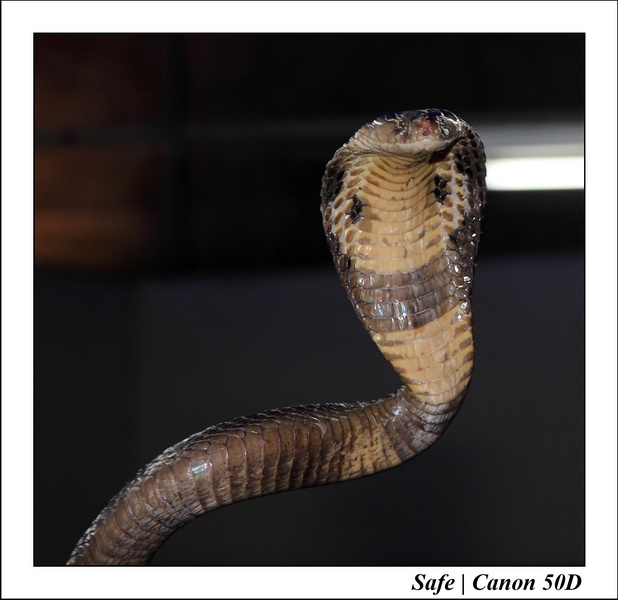 2009   08   Kho samui 16